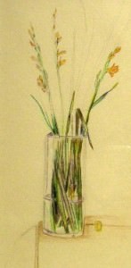 drawing of Croscosmia by Blanche Benton